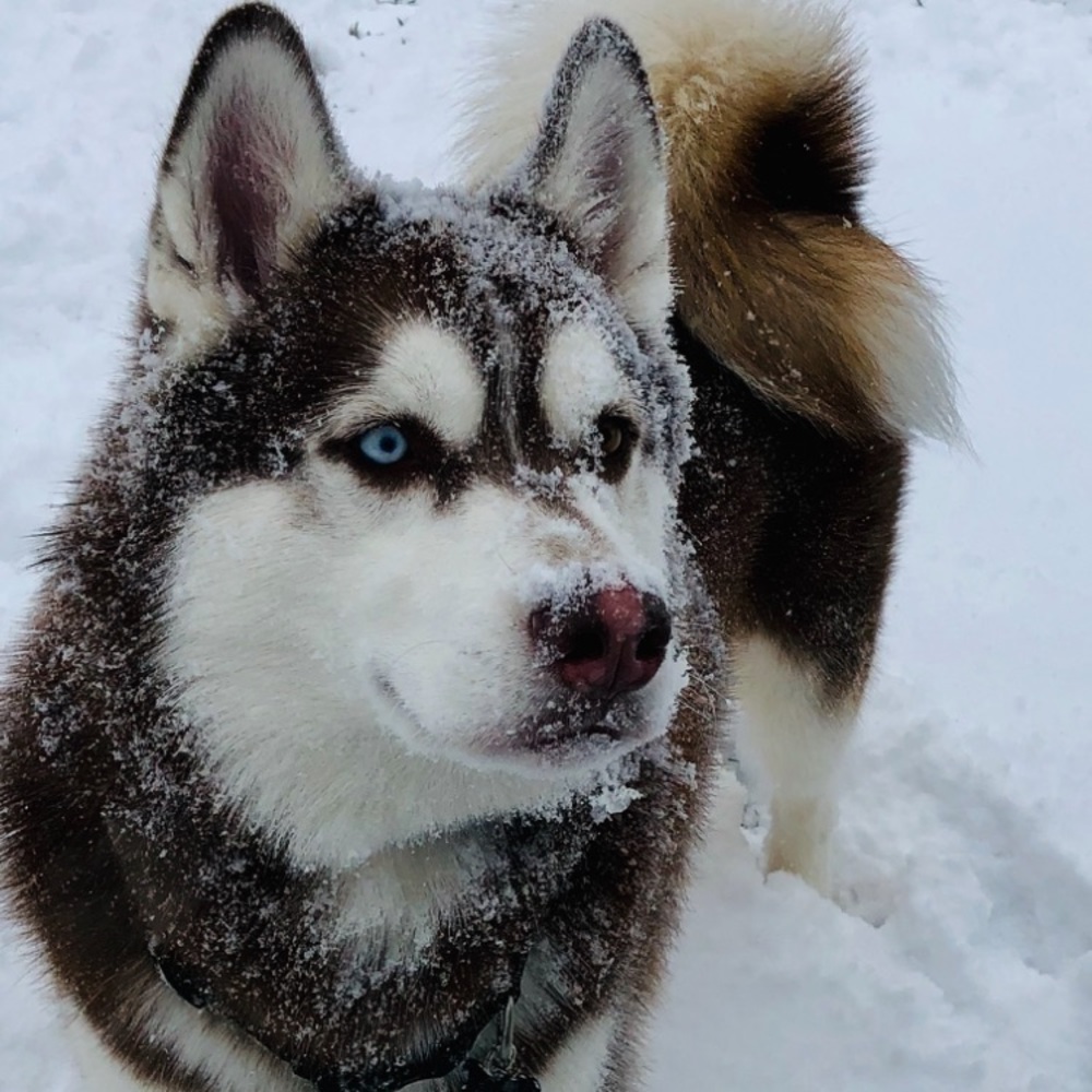 Meet your Posher, Denise zemlak